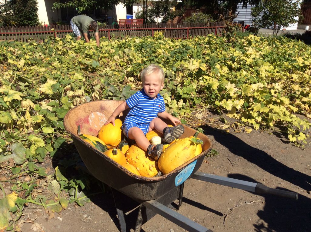 Picking Pumpkins 2015